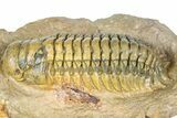 Crotalocephalina Trilobite - Giant For Species #363231-2